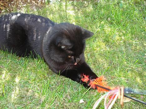 Huskat Nicky - Haps :D billede 6