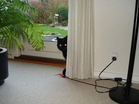 Huskat Nicky - Gemmer sig for lillebror :b billede 7