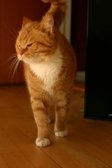 Blanding af racer Zimba billede 19