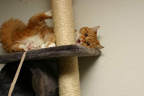 Blanding af racer Zimba billede 20