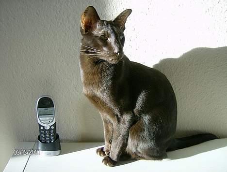 Orientaler Dini billede 1