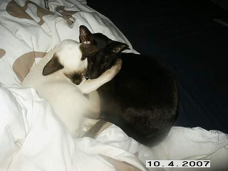 Orientaler Dini billede 2