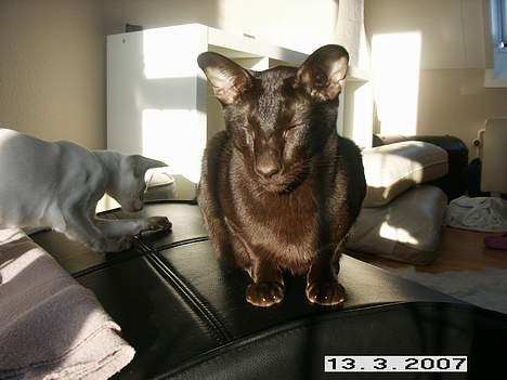 Orientaler Dini billede 3