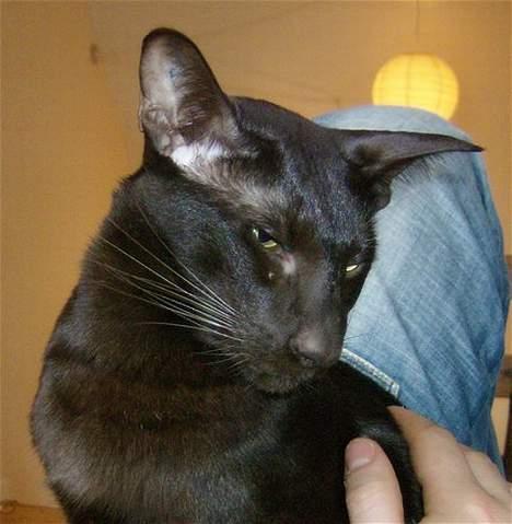 Orientaler Dini billede 4