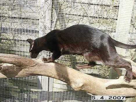 Orientaler Dini billede 5