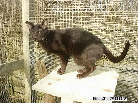 Orientaler Dini billede 6