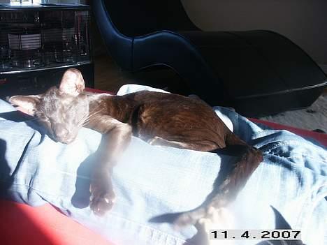 Orientaler Dini billede 7