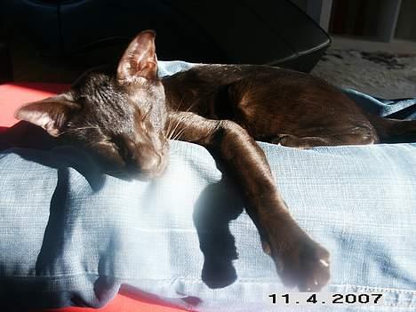 Orientaler Dini billede 8