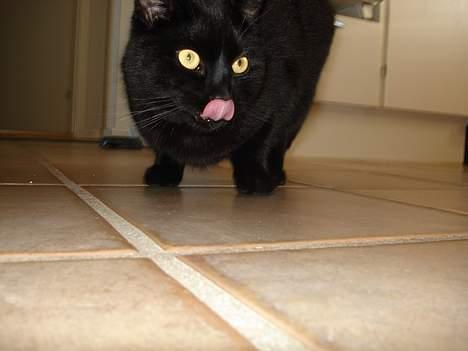 Huskat Nicky billede 8