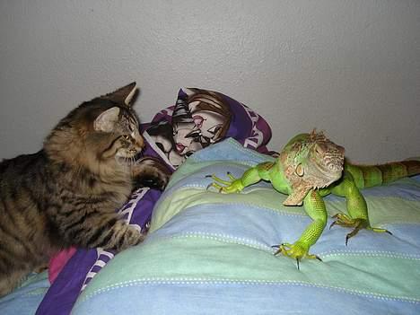 Norsk Skovkat Oliver - Skal lige siges at katten holder meget af leguanen, og ikke gør skade på den, det bar leg :) billede 12