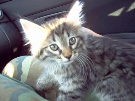 Norsk Skovkat Oliver - På vej hjem efter vi havde hentet ham :) billede 13