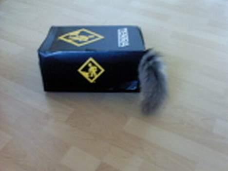 Blanding af racer Fleur R.I.P - ALLE papkasser er legetøj!! billede 12