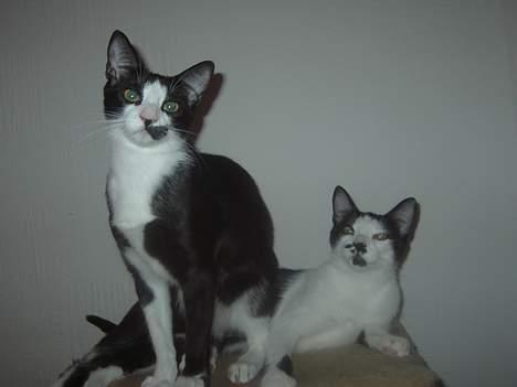 Huskat Sarah - To dejlige damer billede 6