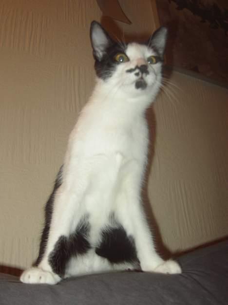 Huskat Sarah - kig kig billede 7