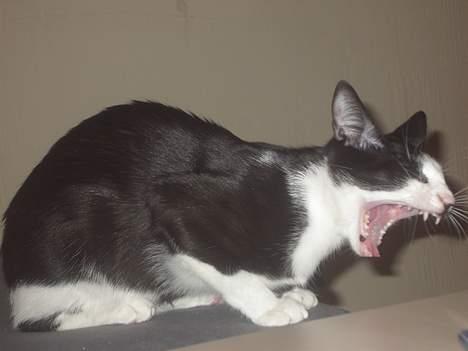 Huskat Sasha - Gaaaaabbb, det er langt over min sengetid billede 9