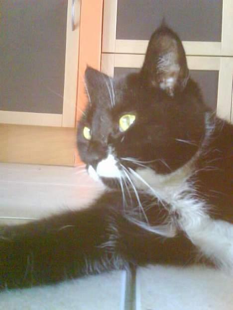 Huskat Spongi Jensen billede 6