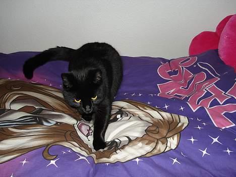 Huskat Nicky - Bratz sengetøjet hos lillesøster er det bedste :P billede 9