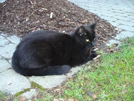 Huskat Nicky billede 10