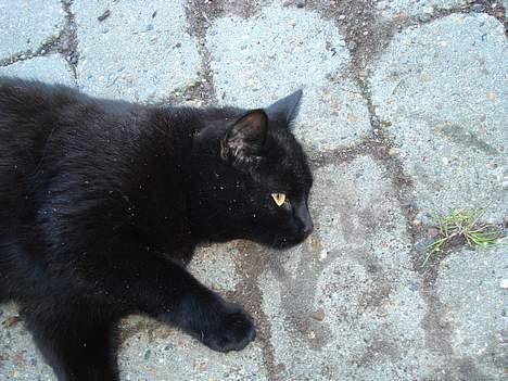 Huskat Nicky billede 11