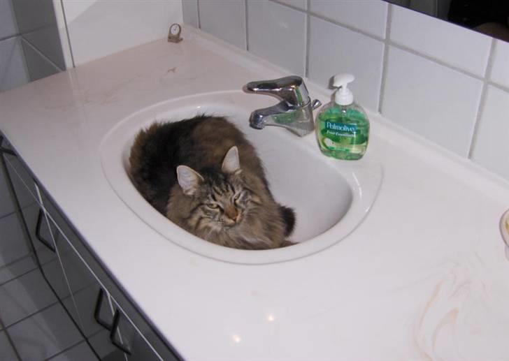 Norsk Skovkat Oliver - Gå dog ud , nu ligger jeg her .. billede 14