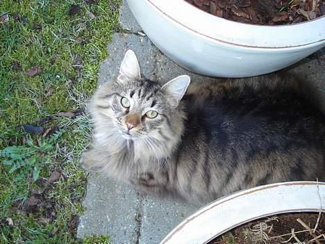 Norsk Skovkat Oliver billede 15