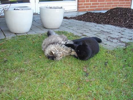 Norsk Skovkat Oliver - Dejligt at lege med storebror i haven :D billede 16