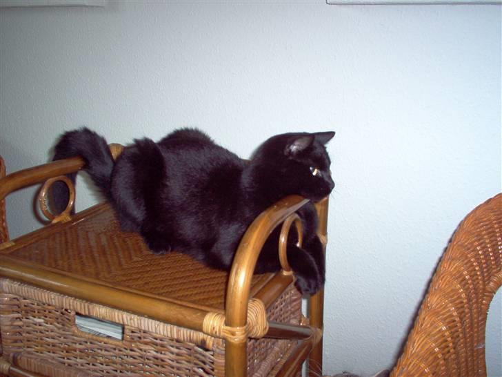 Huskat Nicky billede 12