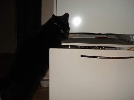 Huskat Nicky - slik skuffen :b  billede 13