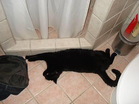 Huskat Nicky - Klinkerne er ekstra varme udenfor bruseren, favorit sove sted indenfor :D billede 14