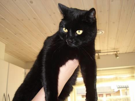 Huskat Nicky - Sååeh er det vidst sætte-mig-ned tid hva :)? billede 15