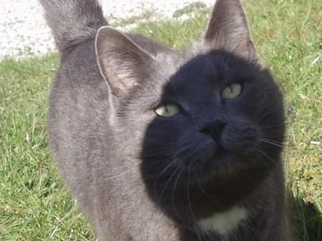 Huskat Magnus Olsen - 12. april 2007: Ska jeg sitte  eller hva ????? billede 20