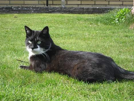 Blanding af racer Lucky - Det er skønt med grønt græs og en lille sol. billede 7