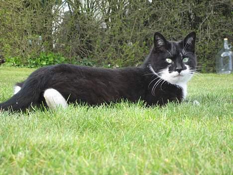 Blanding af racer Lucky - Jeg er stolheden selv.. er jeg ikke bare skøn? billede 8