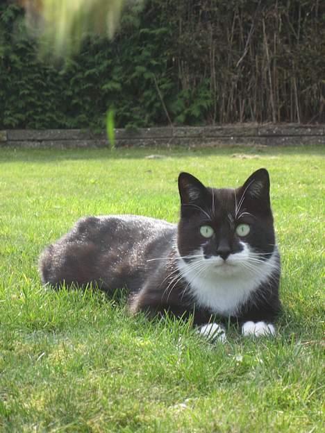 Blanding af racer Lucky - Siden hvornår er græs begyndt at flyve? billede 9