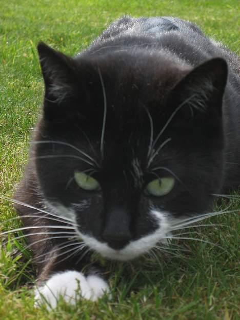 Blanding af racer Lucky - .. Buh? billede 10