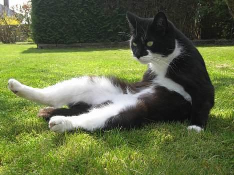 Blanding af racer Lucky - Så tager vi lige en slapper, ;D. billede 11