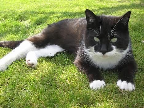 Blanding af racer Lucky - Altså.. den der tingest du holder, gør mig altså lidt nervøs! - bare lidt. billede 12