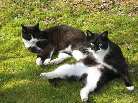 Blanding af racer Lucky - Mig og min mor hygger os i haven <3 billede 13