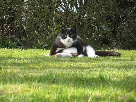 Blanding af racer Tanja - HEY! Jeg skal nok komme hen, når jeg vil have taget billeder! - men er jeg ikke skøn? billede 6