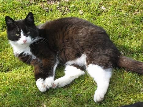 Blanding af racer Tanja - Det er dejligt at ligge og slappe af. billede 7