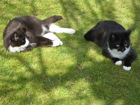 Blanding af racer Tanja - Min søn! *STOLT* <3 billede 8