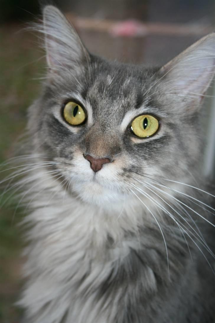 Maine Coon DK Dalibro's Stardust - Hejsa.. jeg er lille Bella.. Velkommen til min profil..  billede 1