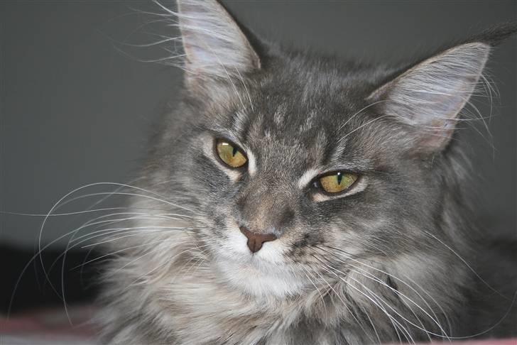 Maine Coon DK Dalibro's Stardust - Se vores fine misser..her 6 mdr. gammel.  billede 3