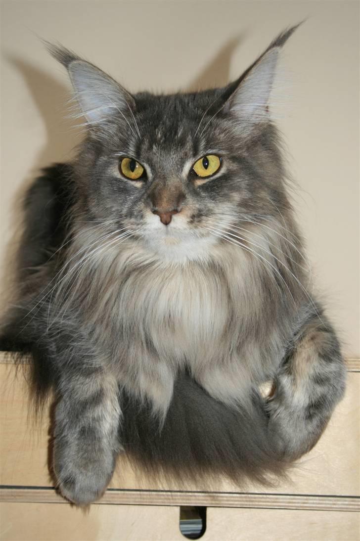 Maine Coon DK Dalibro's Stardust - se så flot hun er blevet.. :D billede 9