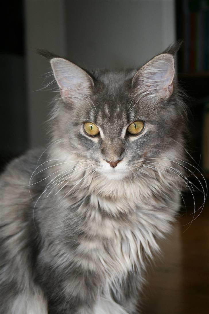 Maine Coon DK Dalibro's Stardust - flotte misser.. billede 12