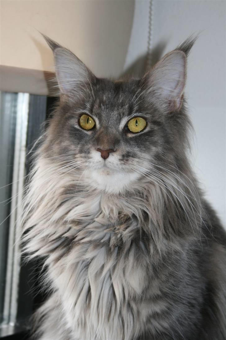 Maine Coon DK Dalibro's Stardust - 24.feb 1 år gammel.. smukke mis.. billede 14