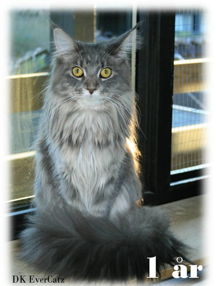 Maine Coon DK Dalibro's Stardust - 11 mdr.. Hun blir bare så smuk vores dejlige missepige.. :D Snart 1 år gammel..  billede 18