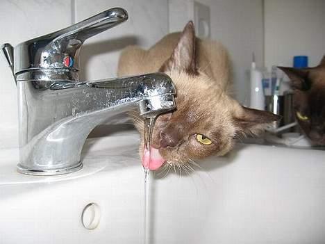 Burmeser Why Forget Doo - Har lært det nu billede 9