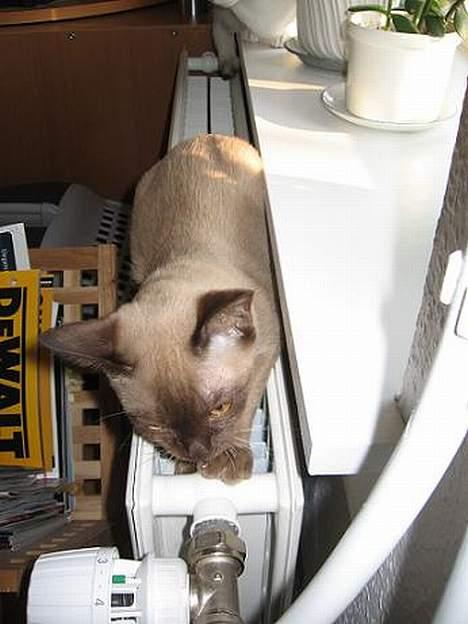 Burmeser Why Forget Doo - Her er dejligt varmt billede 10