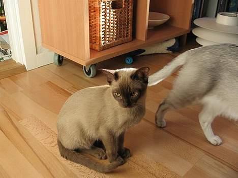 Burmeser Why Forget Doo - Go´morgen billede 11